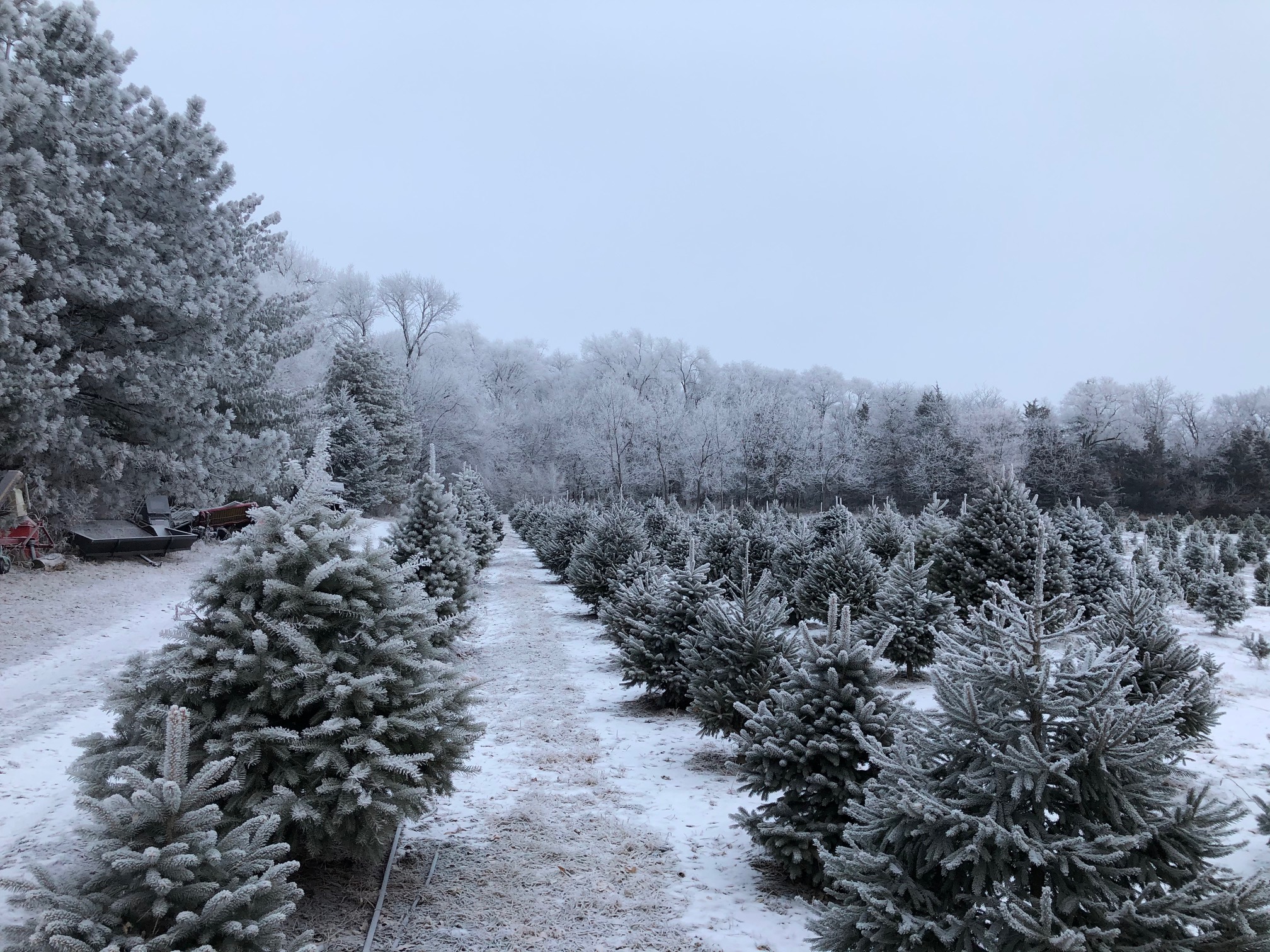 Snow-Covered-Christmas-Tree-Farm