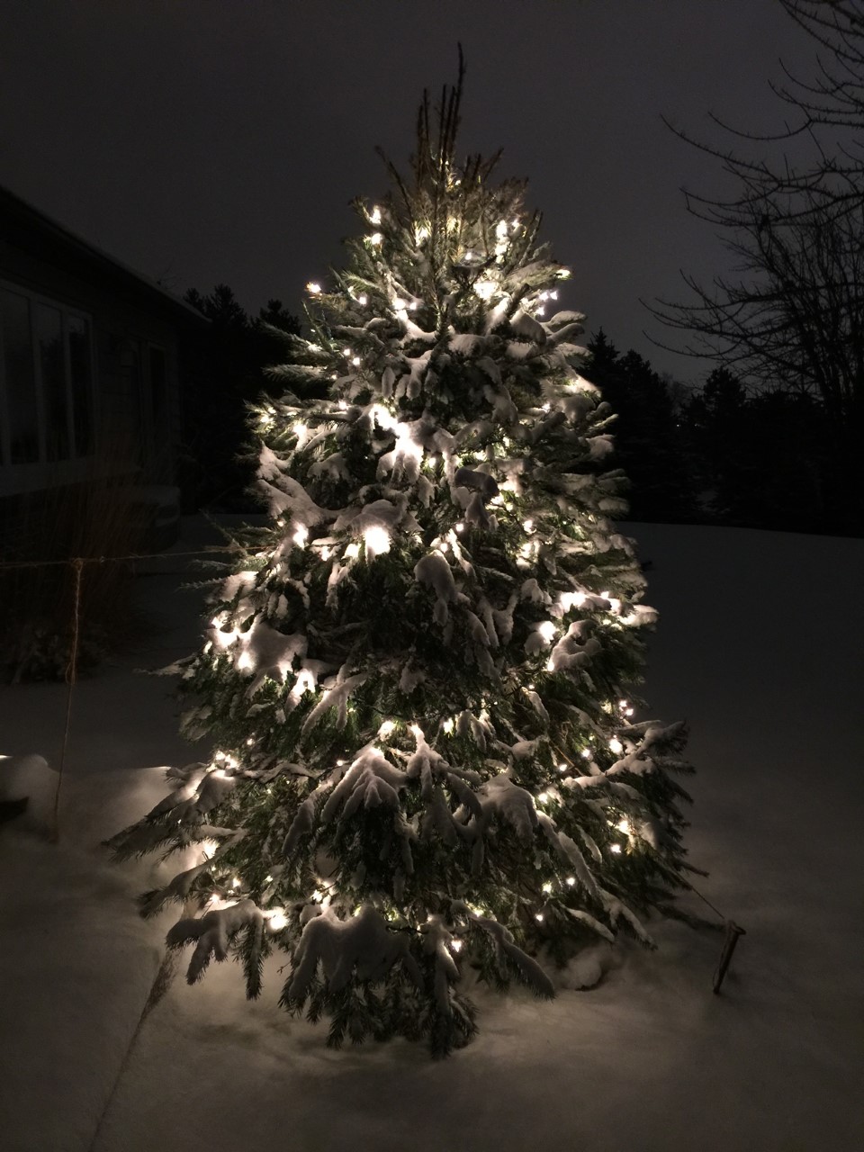 Decorated Live Christmas Tree on Dark Night